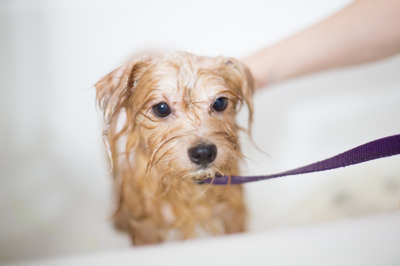 Dog & Cat Grooming in Hoover, AL